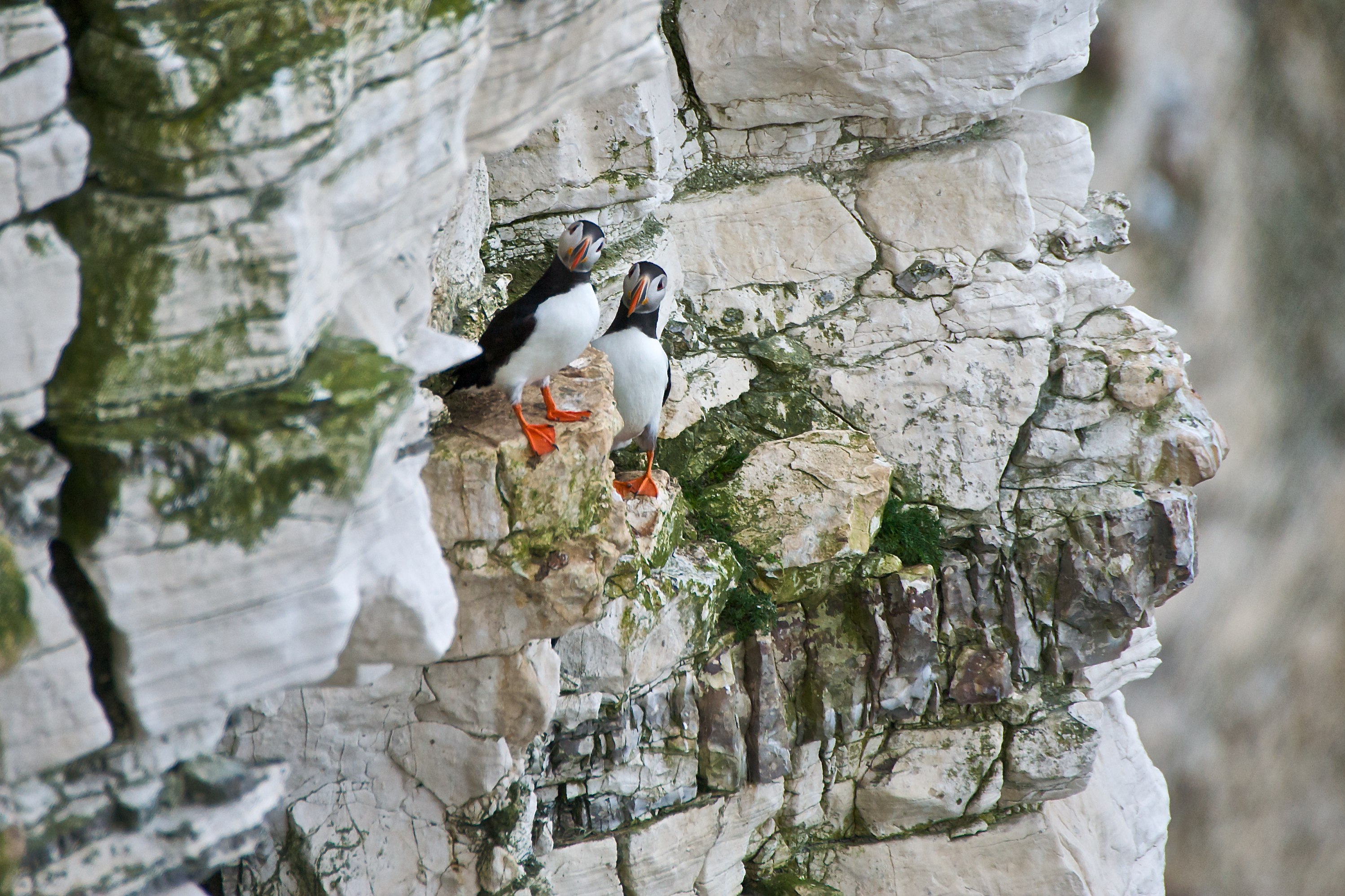 Curious_Puffins